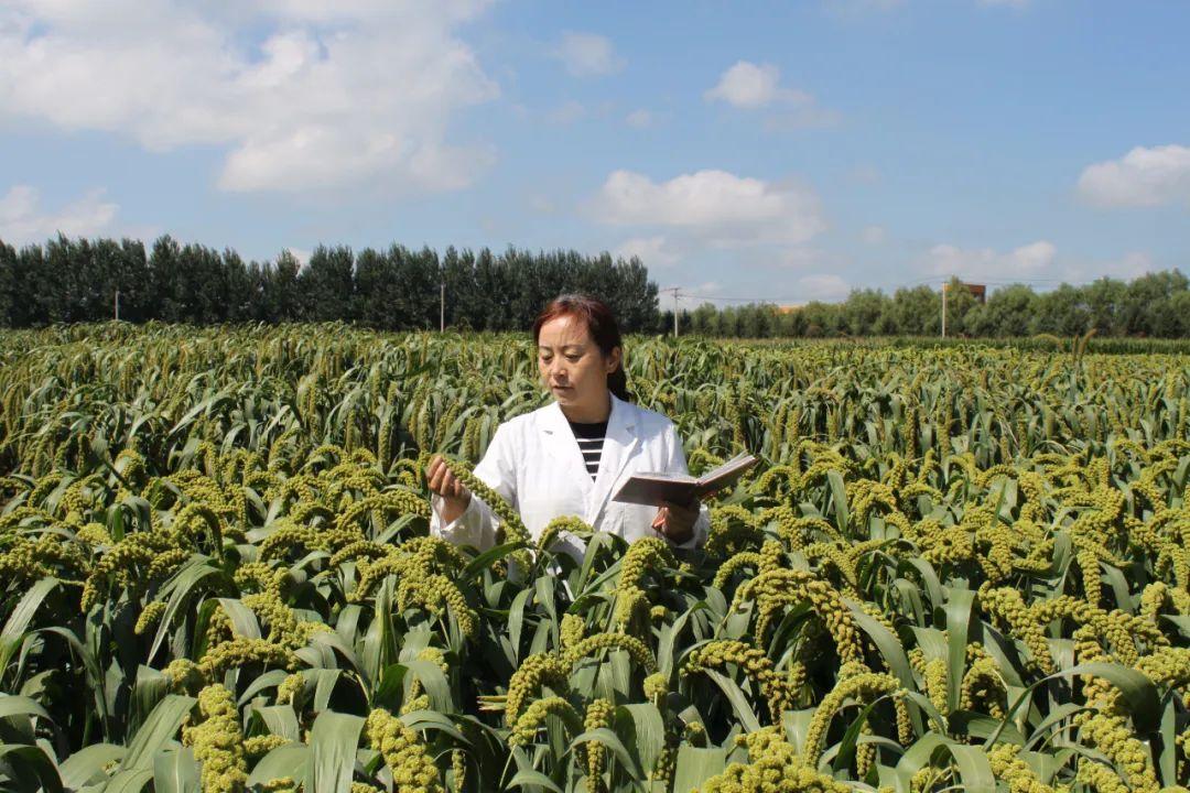 吉林省谷子市场价格及指南