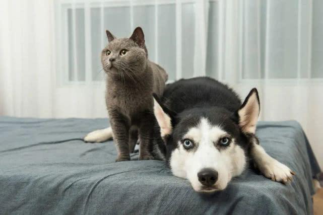最新猫狗，自信成长与励志故事