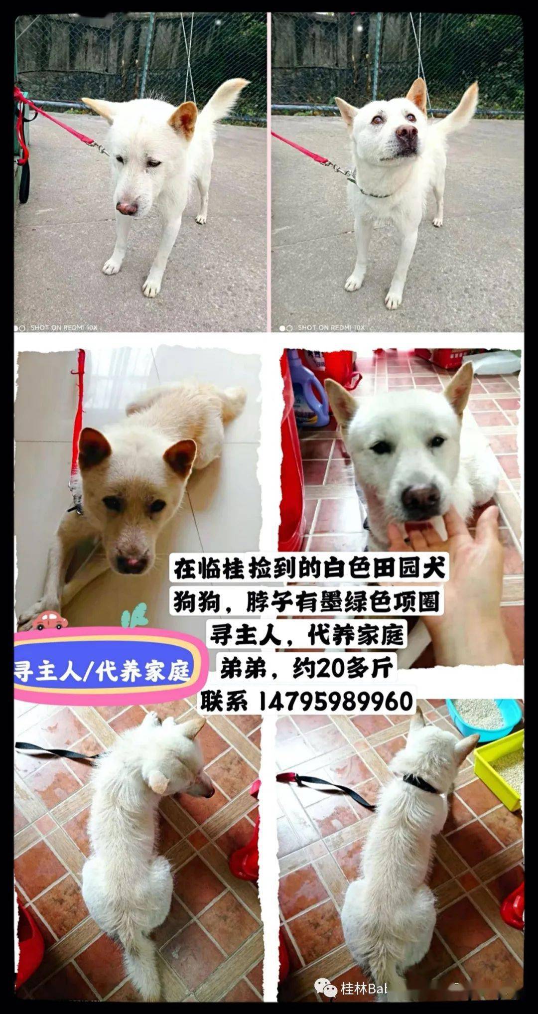 最新寻狗启事，温暖之旅寻找失踪宠物狗的旅程