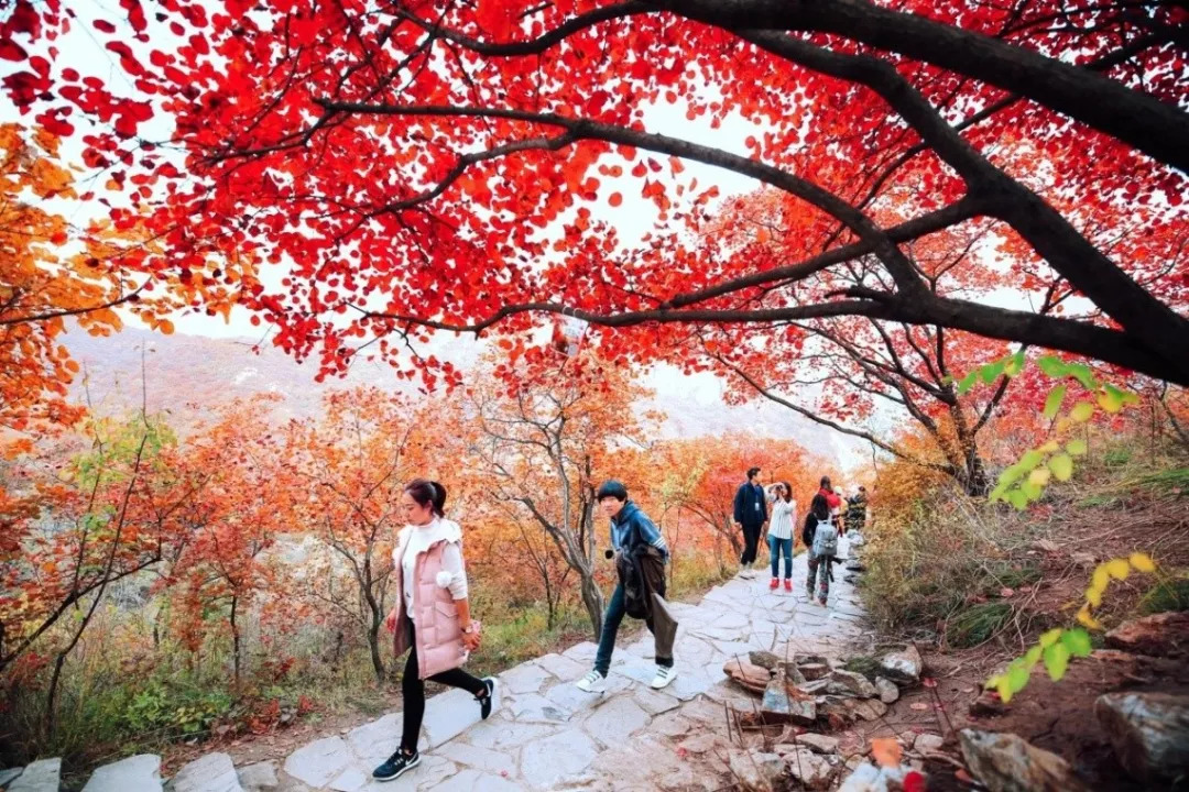 最新红叶图片背景、影响及地位全解析