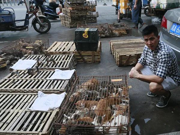 揭秘，最新数据揭示2025年狂犬病病例状况！